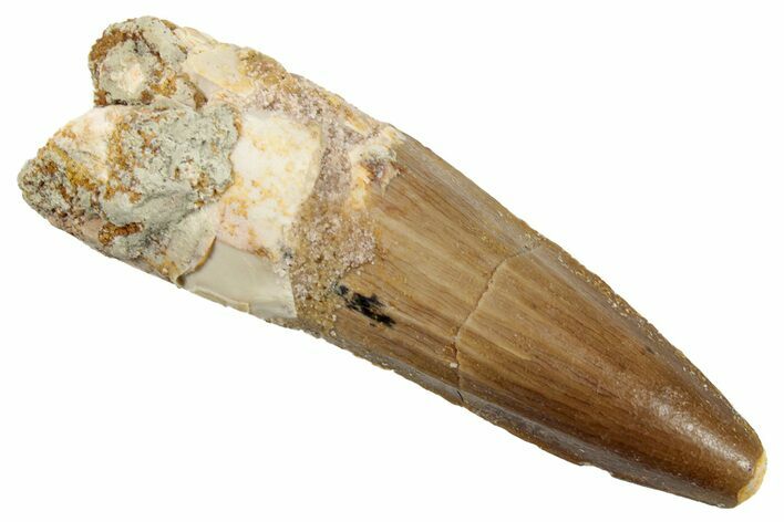 Fossil Spinosaurus Tooth - Real Dinosaur Tooth #268683